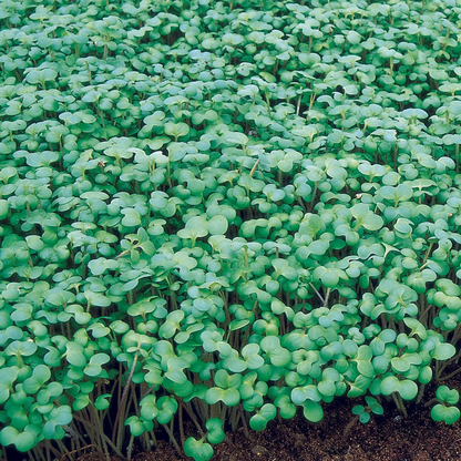 Unwins Green Manure Seeds Range