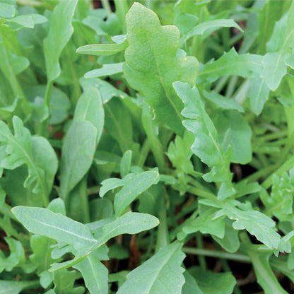 Rocket Napoli (Wild)