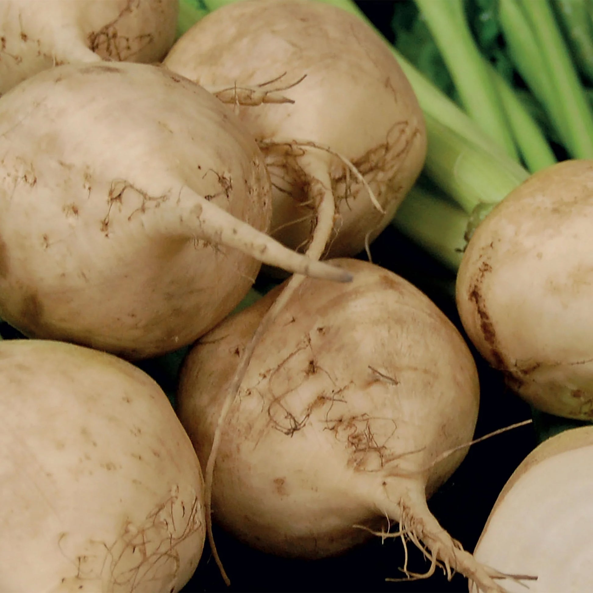 Beetroot Avalanche F1