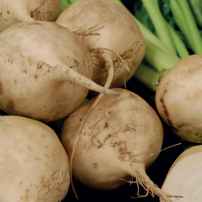 Beetroot Avalanche F1