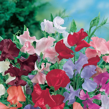 Sweet Pea Old Fashioned Mix