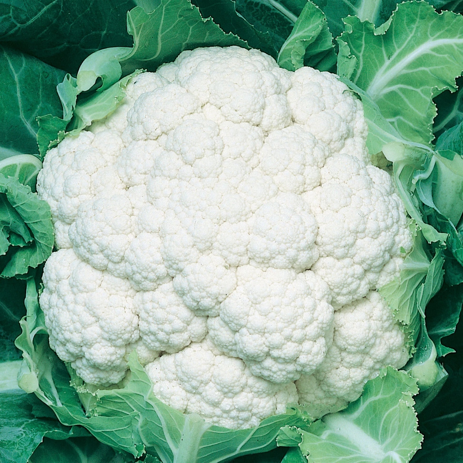 Cauliflower Igloo