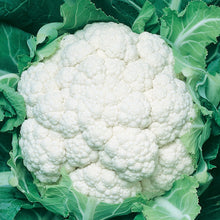 Cauliflower Igloo