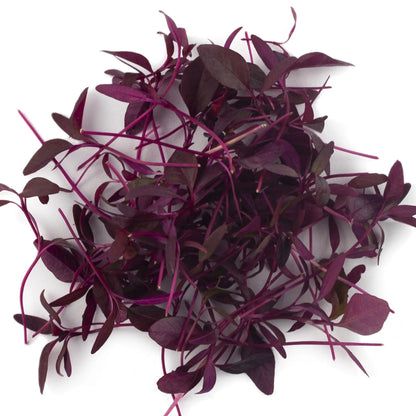 MicroGreens Amaranth Red Aztec