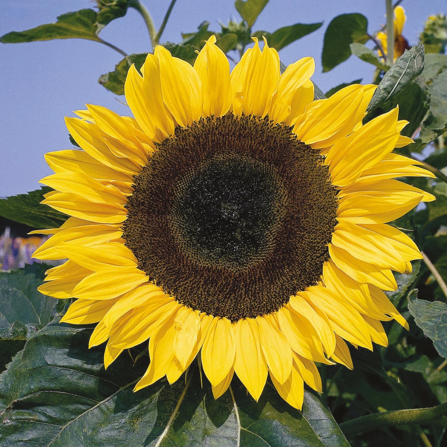 Sunflower Giant Single