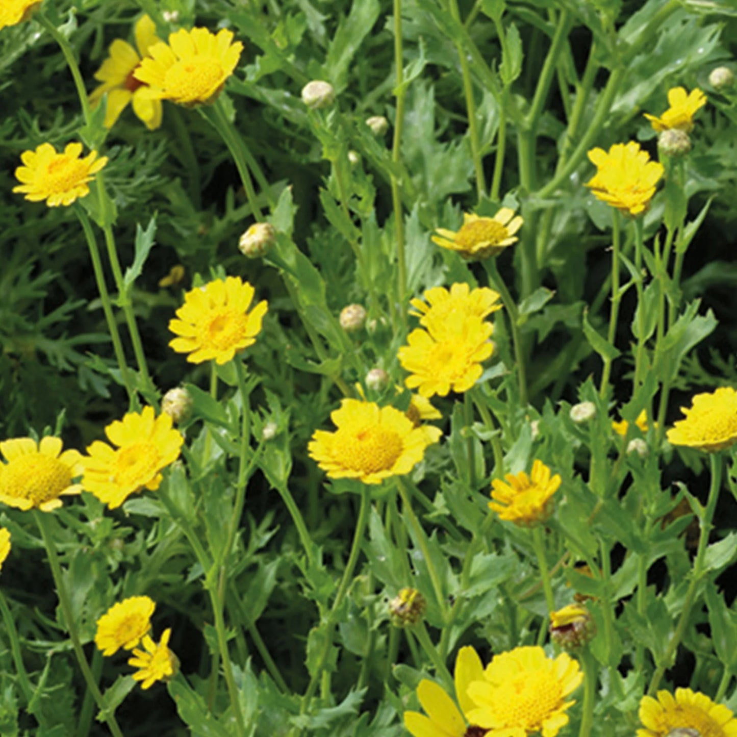 NH Corn Marigold
