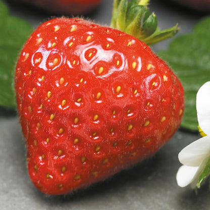 Unwins Sweet Summer Fruit Seed Bundle