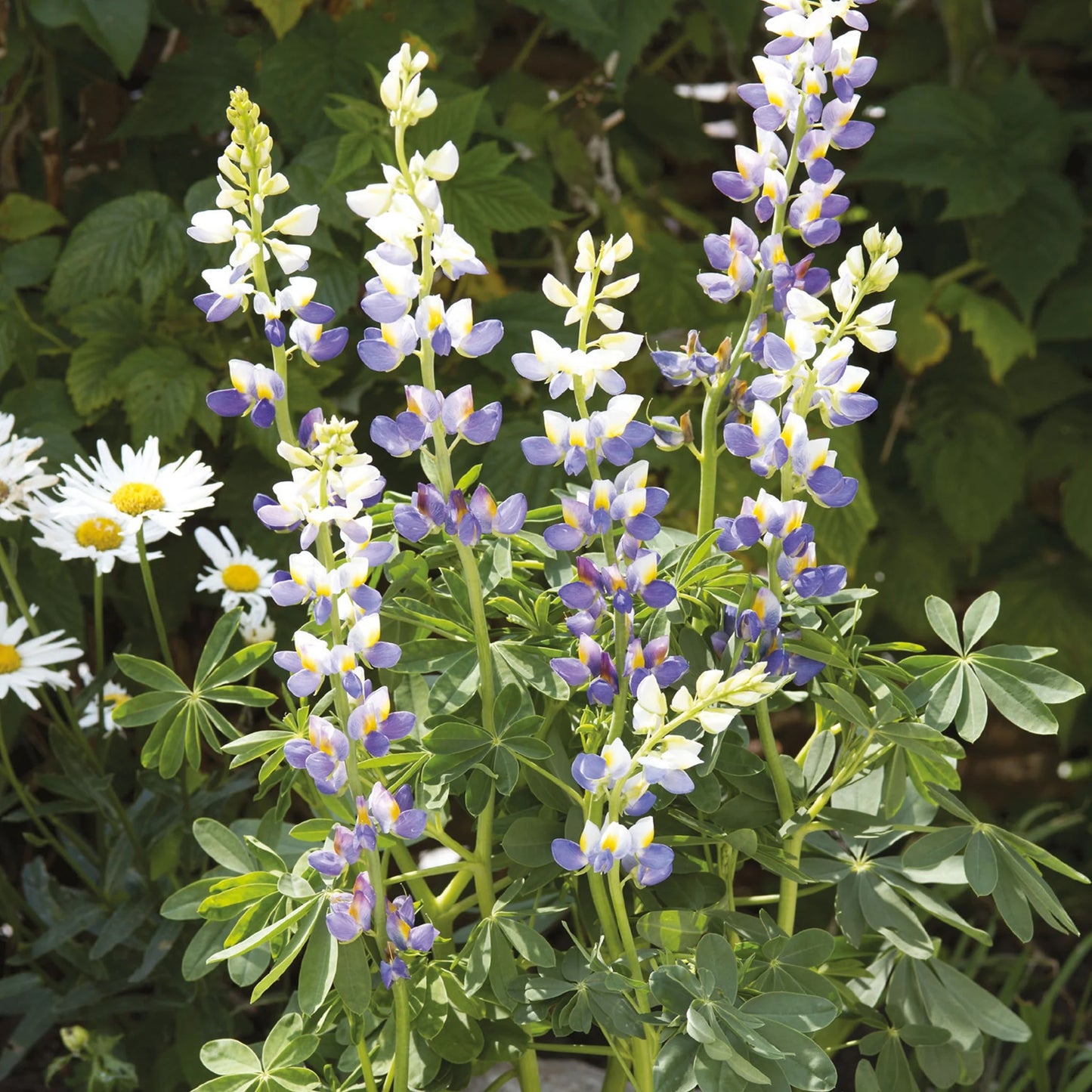 Unwins Perennial Flowers Seed Bundle