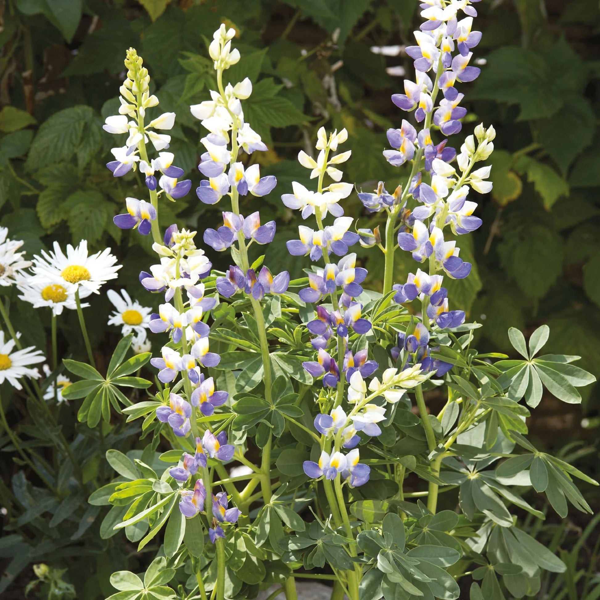 Unwins Perennial Flowers Seed Bundle