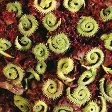 Little Growers Striped Caterpillars