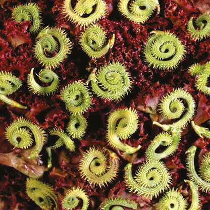 Little Growers Striped Caterpillars