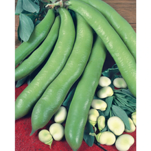 Broad Bean The Sutton (Dwarf)