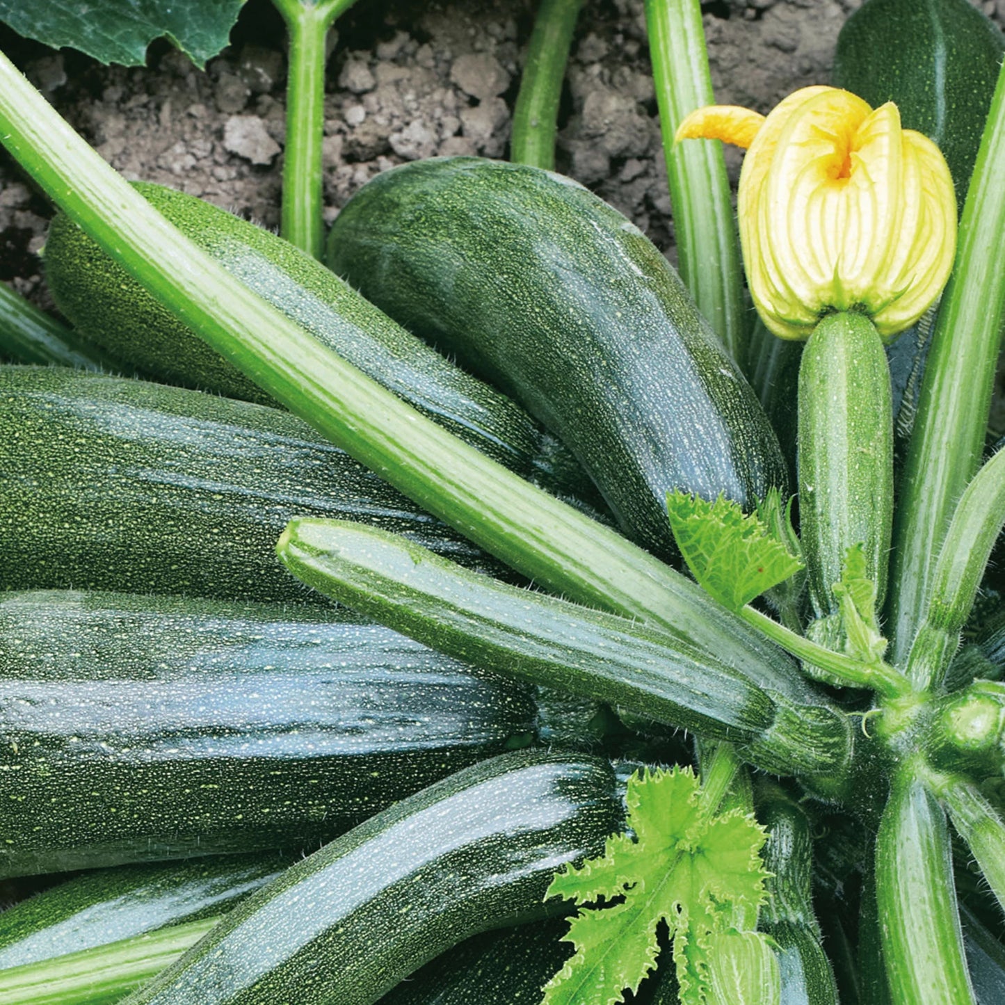 Courgette Jaguar F1Vegetable