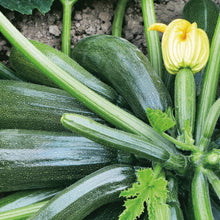Courgette Jaguar F1Vegetable