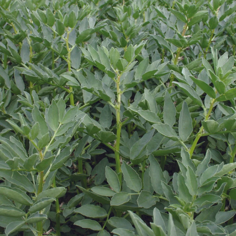 Unwins Green Manure Seeds Range