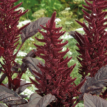 Amaranthus Velvet Curtains