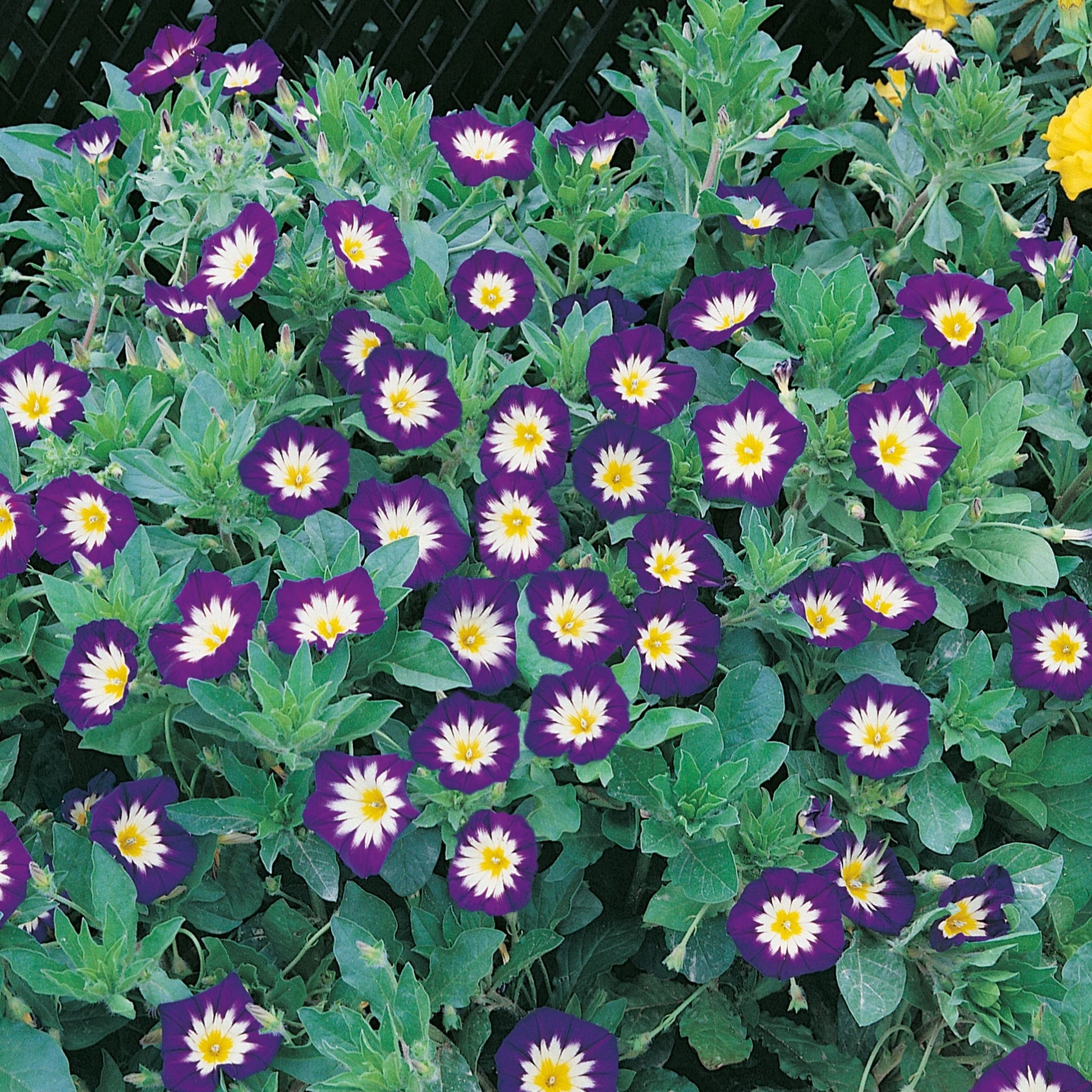 Convolvulus Royal Ensign