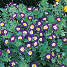 Convolvulus Royal Ensign