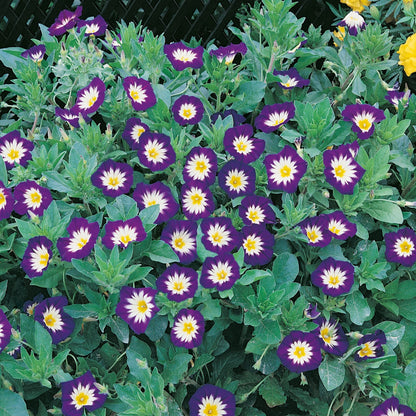 Convolvulus Royal Ensign