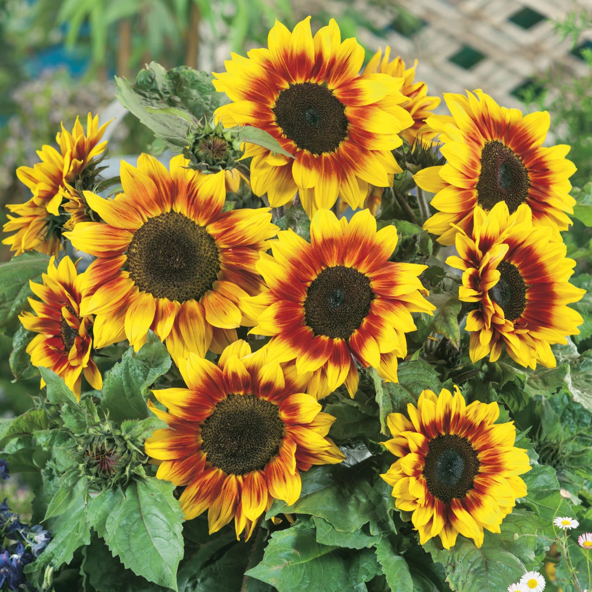 Sunflower Firecracker F1
