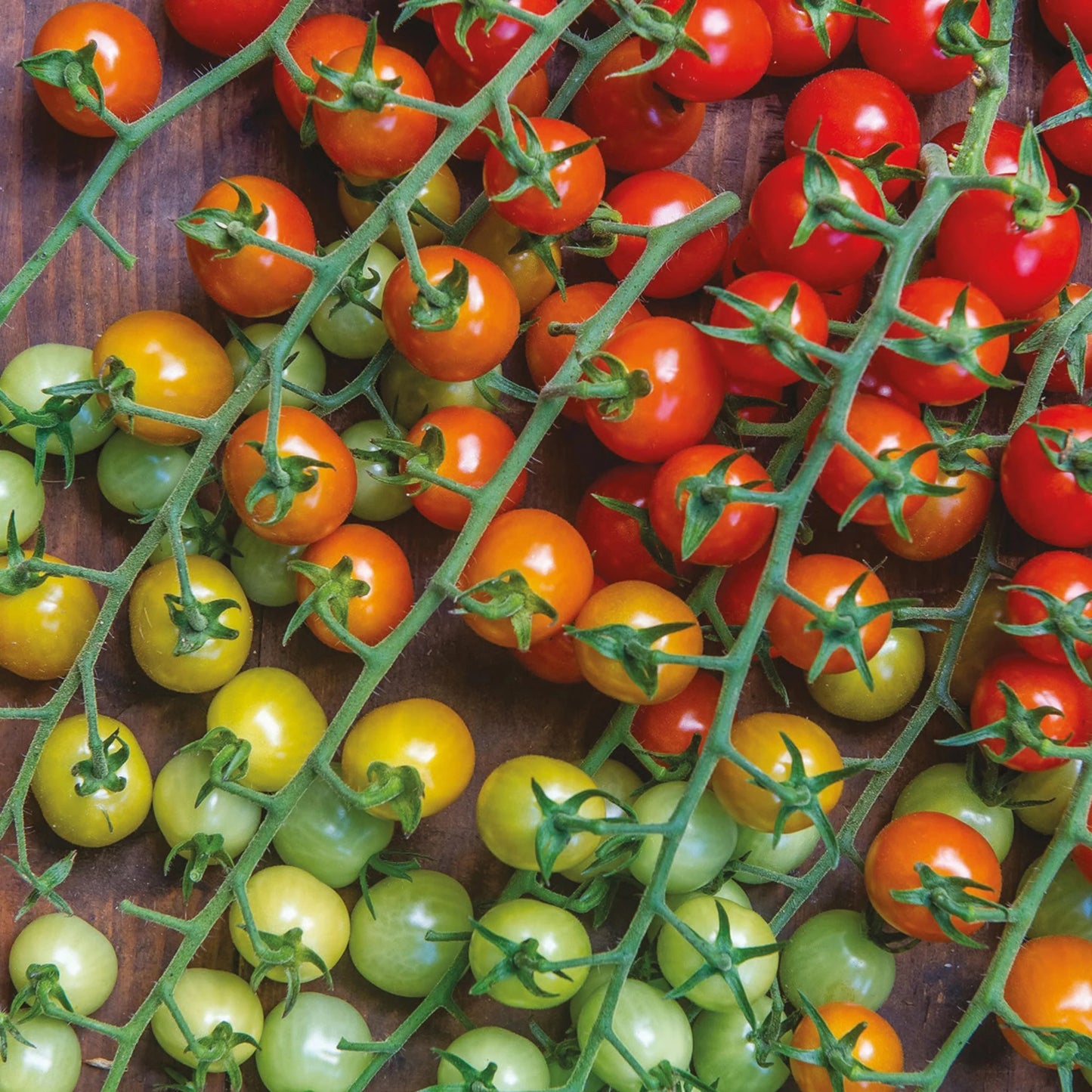 Tomato (Cherry) Cherry Baby