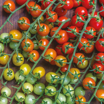 Tomato (Cherry) Cherry Baby