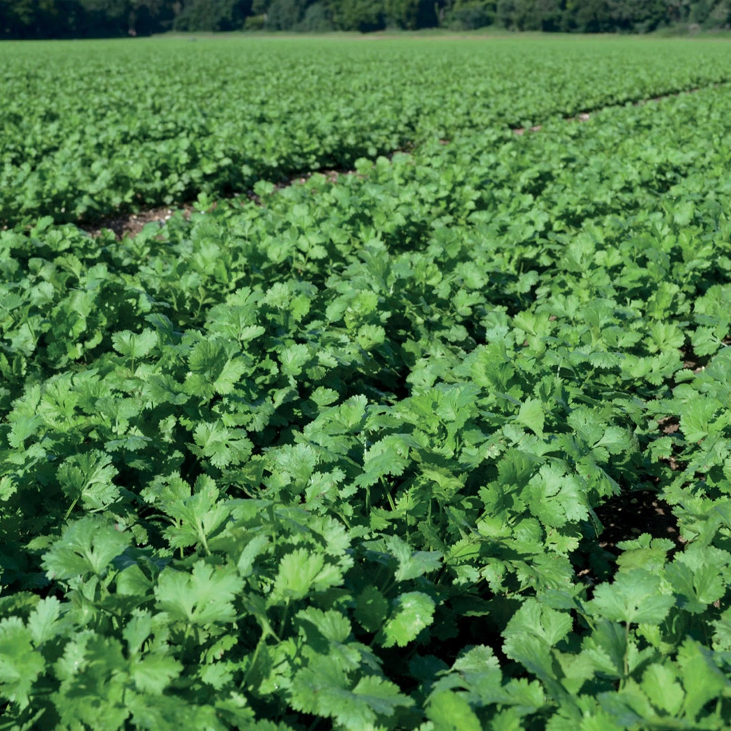 Herb Coriander Cruiser