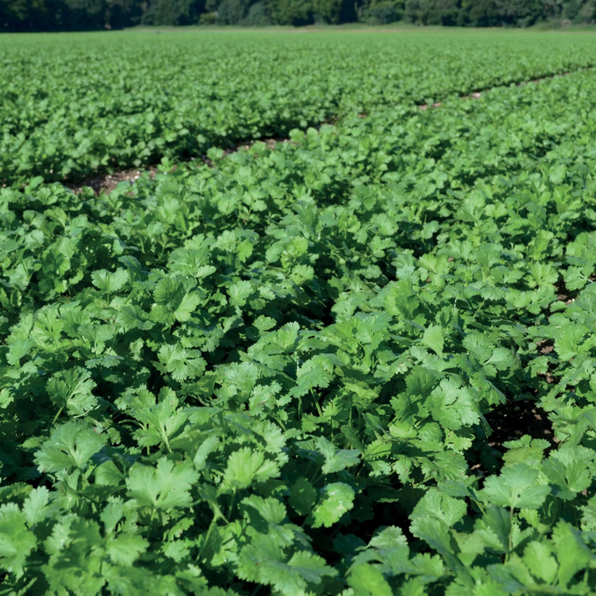 Herb Coriander Cruiser