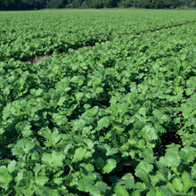 Herb Coriander Cruiser