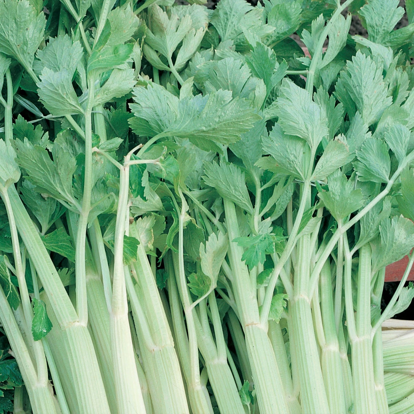 Celery Golden Self Blanching
