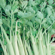 Celery Golden Self Blanching