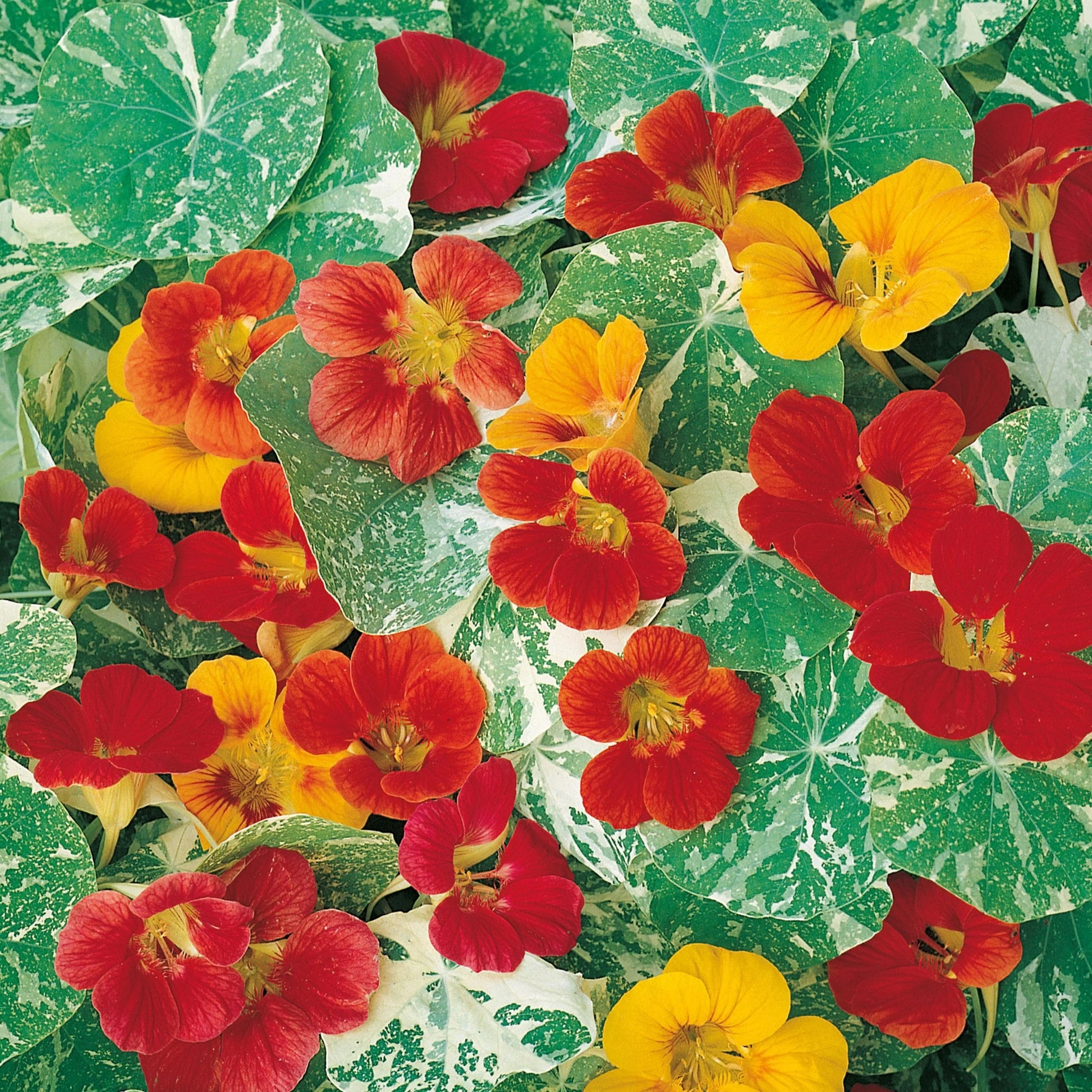 Nasturtium Alaska Mix