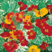 Nasturtium Alaska Mix
