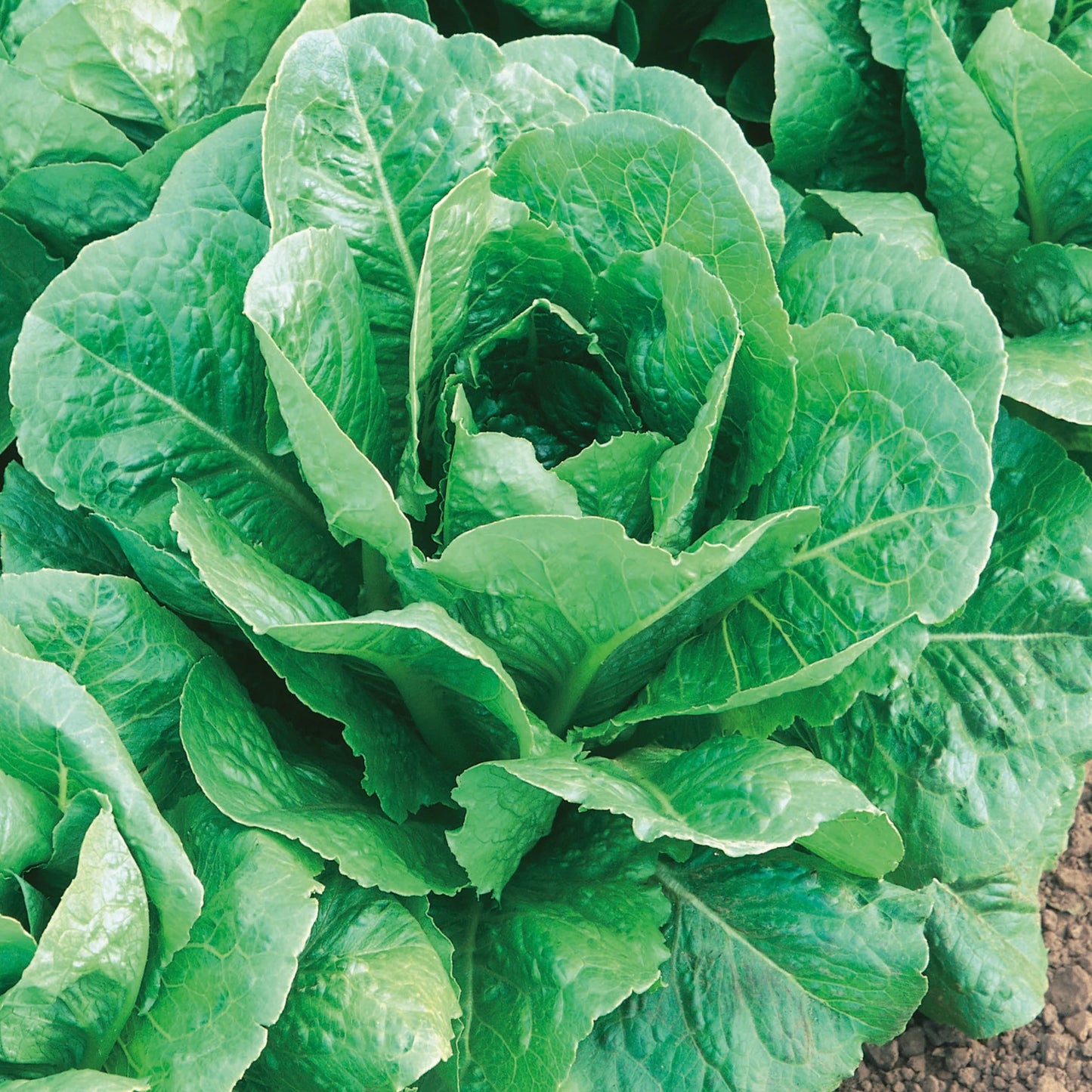 Lettuce (Cos) Lobjoits Green