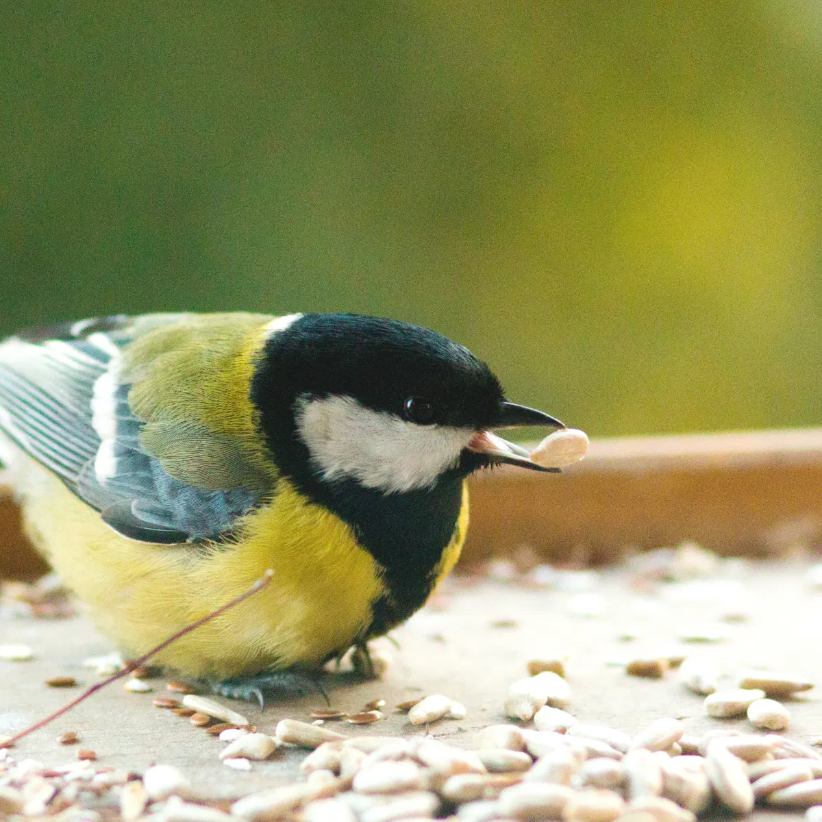 Copdock Mill Sunflower Hearts 2kg