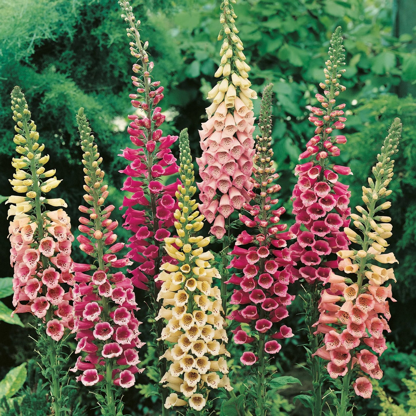 Foxglove Excelsior Mix