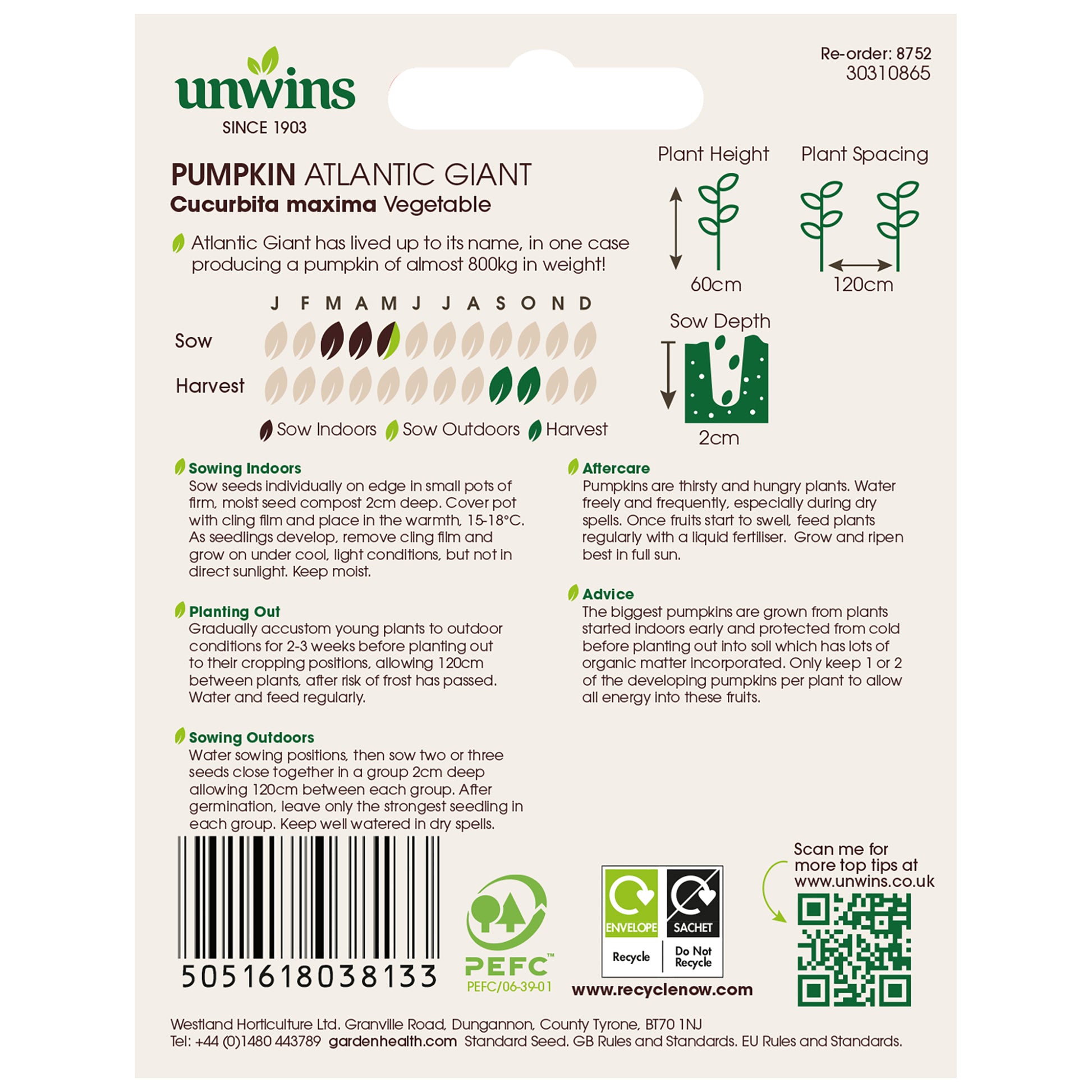 Pumpkin Atlantic Giant