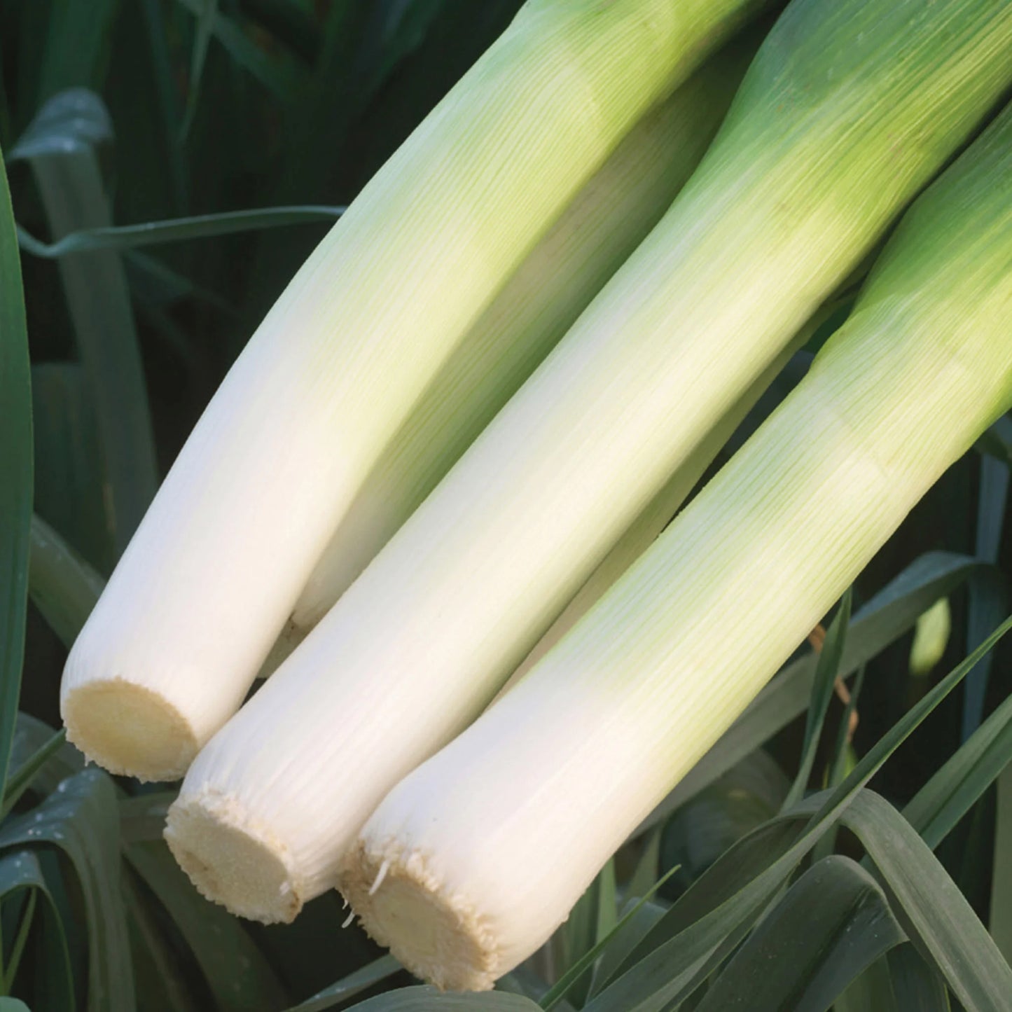 Unwins Sunday Roast Veg Seed Bundle