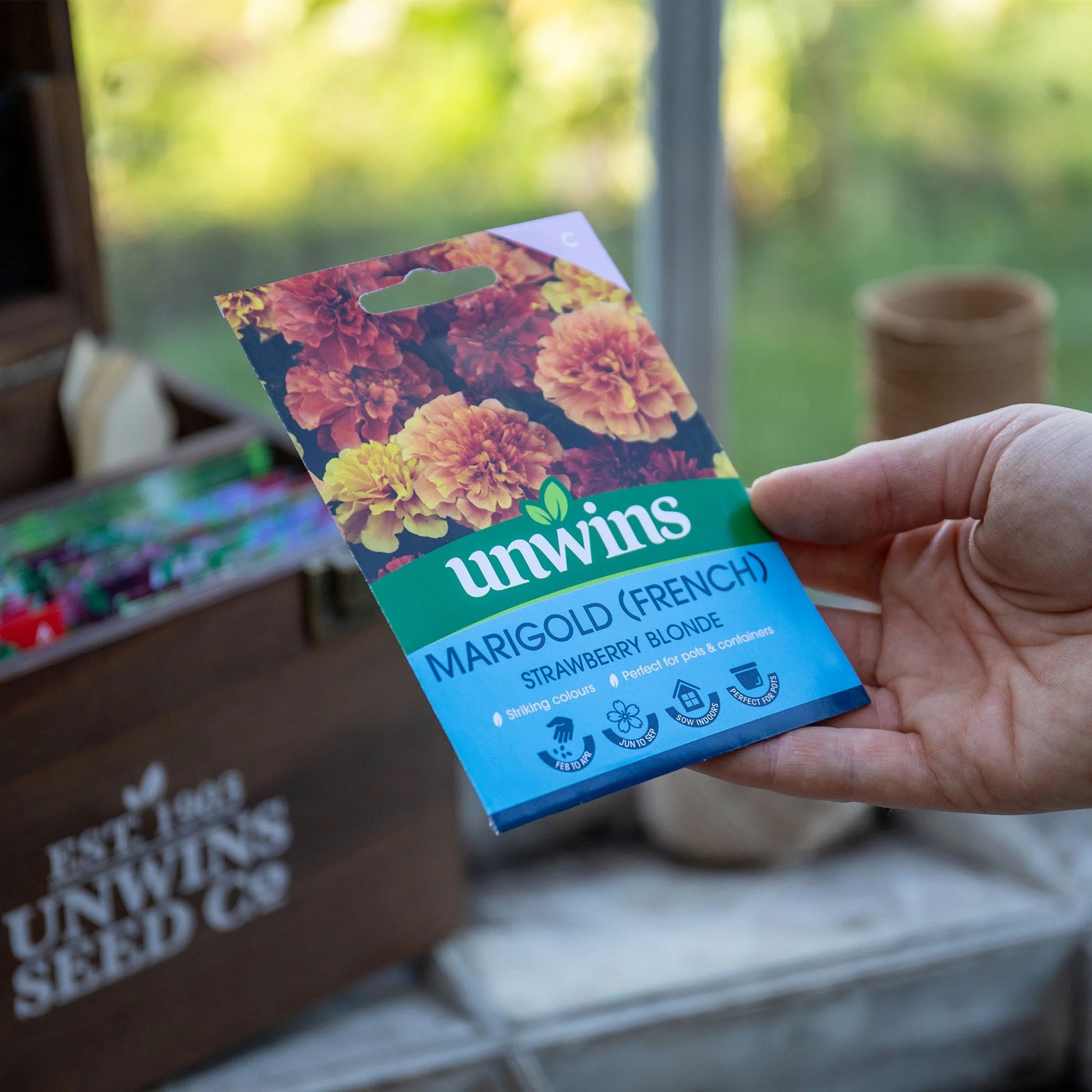 Marigold (French) Strawberry Blonde