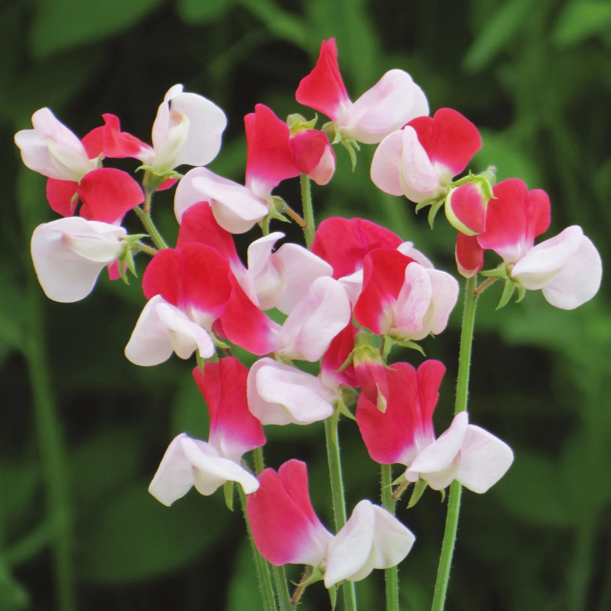 Sweet Pea Little Red Riding Hood