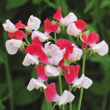 Sweet Pea Little Red Riding Hood