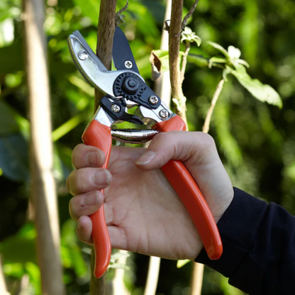 Burgon & Ball Anvil Secateur