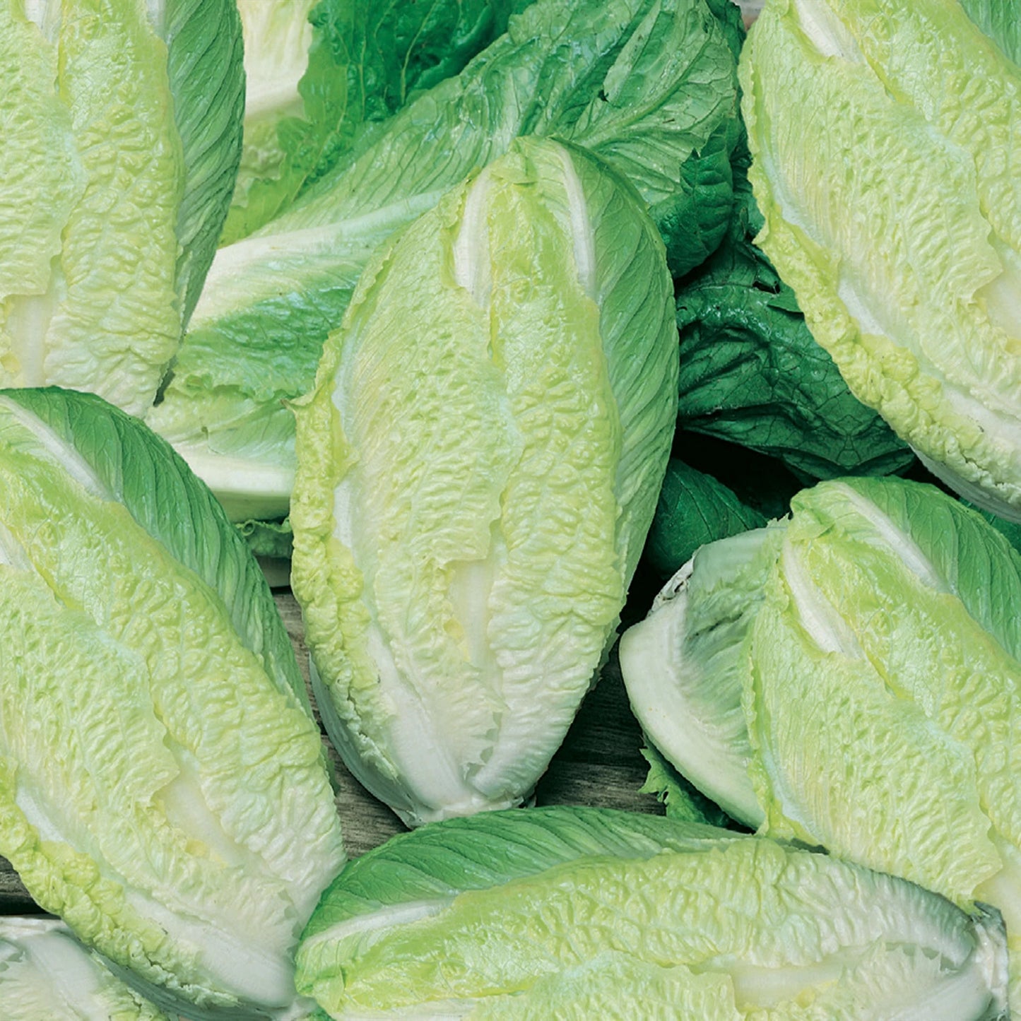 Lettuce (Cos) Little Gem