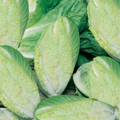 Lettuce (Cos) Little Gem