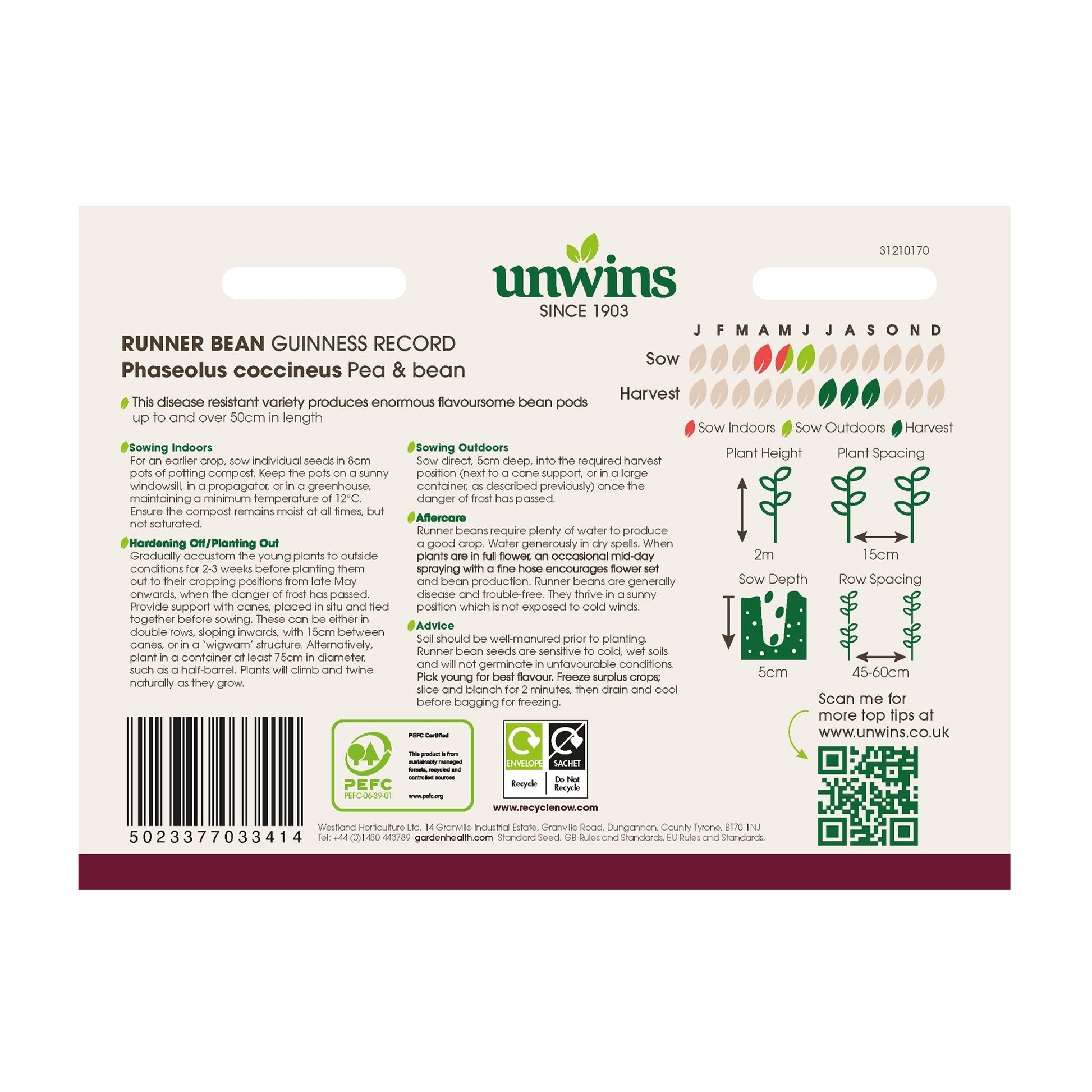 Runner Bean Guinness Record