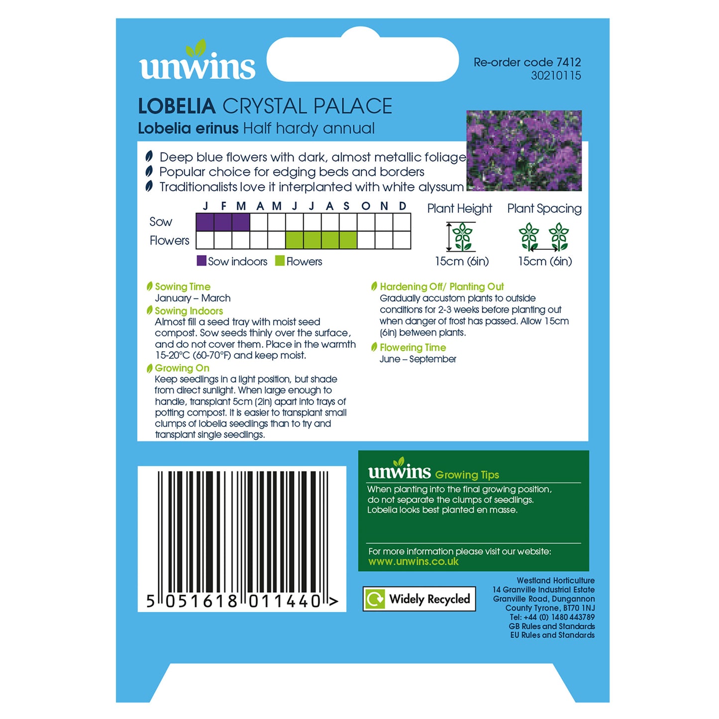 Lobelia Crystal Palace (Bush)