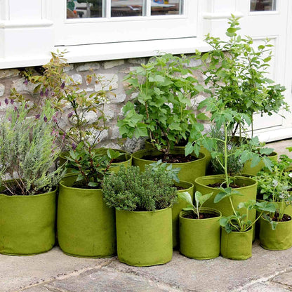 Haxnicks Vigoroot Planter