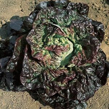 Lettuce (Butterhead) Marvel Of Four Seasons