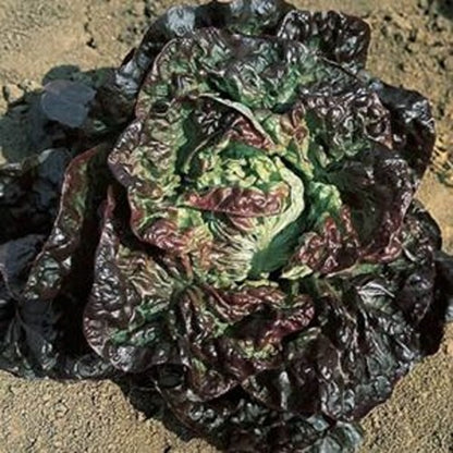 Lettuce (Butterhead) Marvel Of Four Seasons