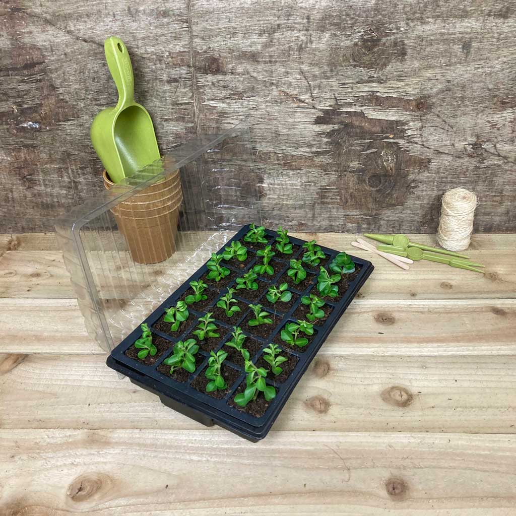 Growers Choice Standard Propagator Black 24cm